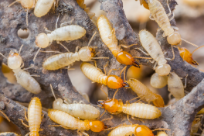 Termite Control in Kolkata